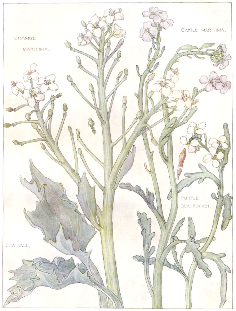 FLOWERS. Cabbage family. Cruciferae. Purple Sea-Rocket; Sea Kale 1907 print