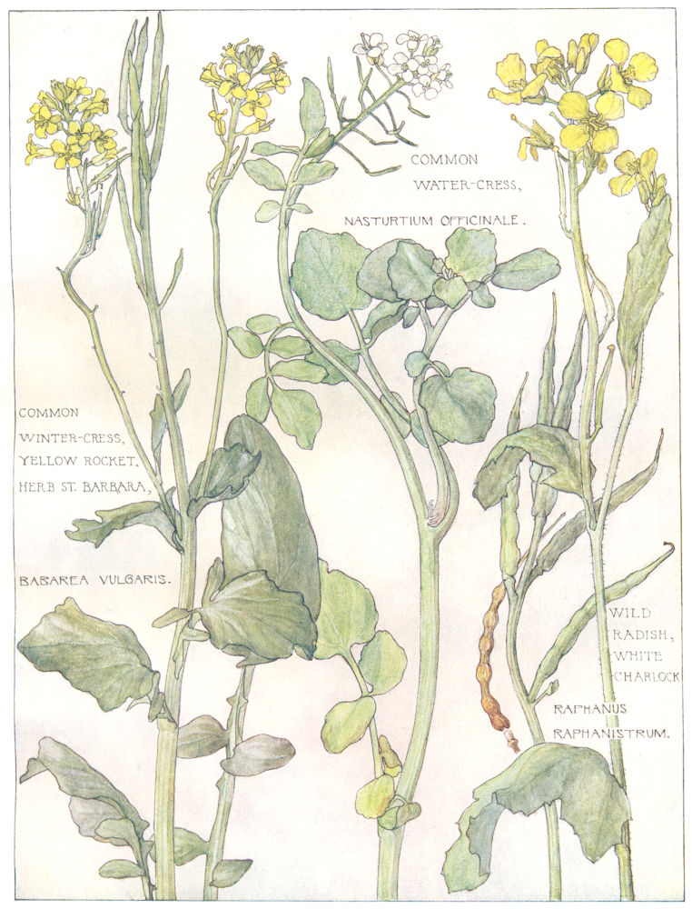 CABBAGES. Water, Winter- Cress; Yellow Rocket; Wild Radish; White Charlock 1907