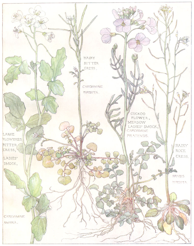 CABBAGE.Hairy Bitter Rock Cress;Cuckoo Flower;Meadow Ladies Smock 1907 print