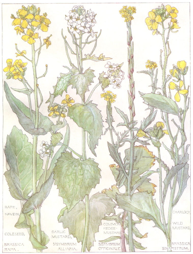 CABBAGE. Cruciferae.Rape Navew;Cole seed;Garlic,Charlock Wild,Hedge-Mustard 1907