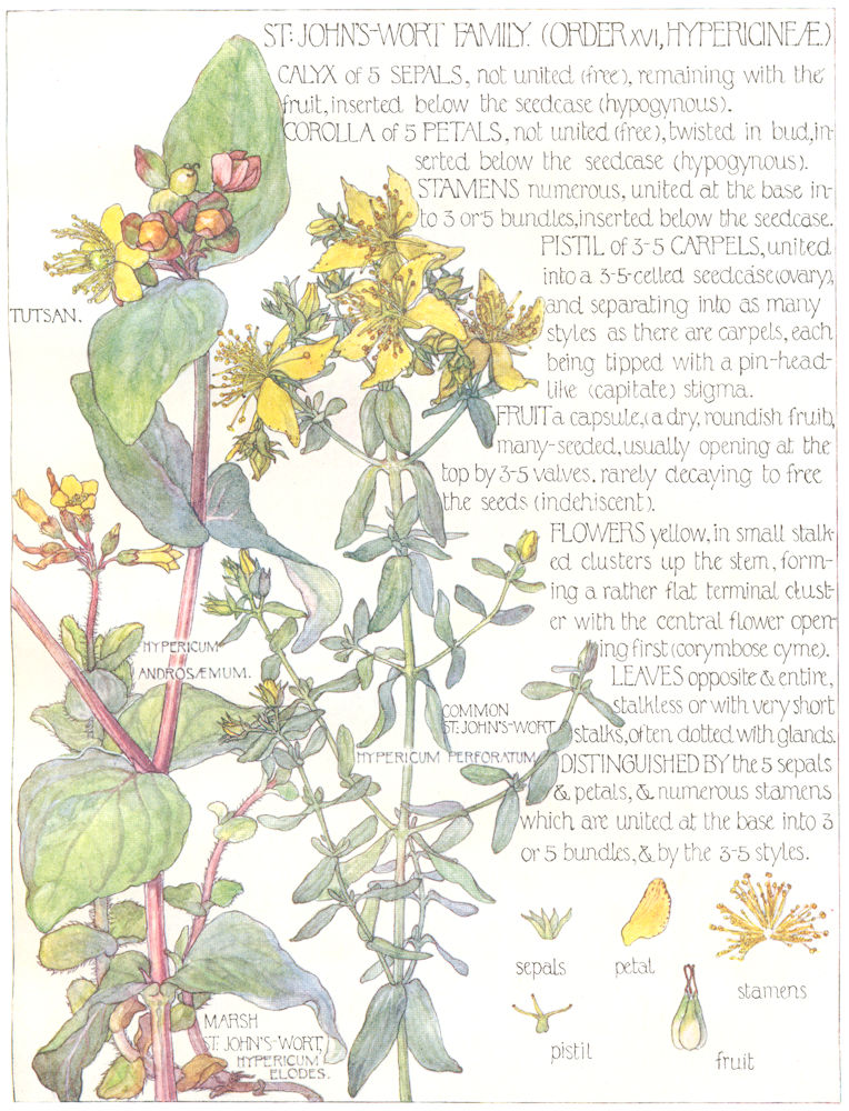 ST JOHN'S WORT. Hypericineae. Tutsan; Common, Marsh St.John's-Wort 1907 print