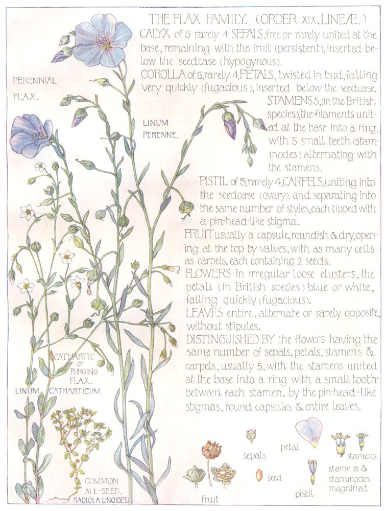 FLOWERS.Flax.Lineae.Perennial Flax;Cathartic Purging Flax;Common All-seed 1907