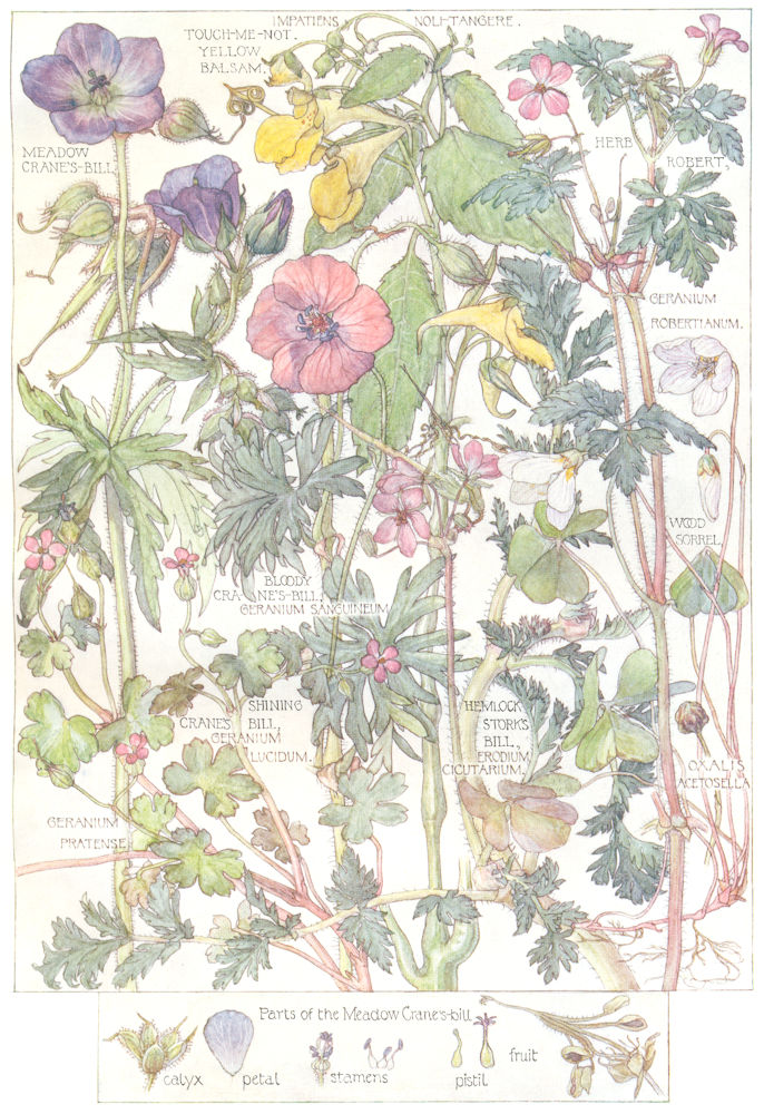 CRANE'S BILL. Meadow Bloody Shining;Touch-me-not Yellow Balsam;Stork's Bill 1907