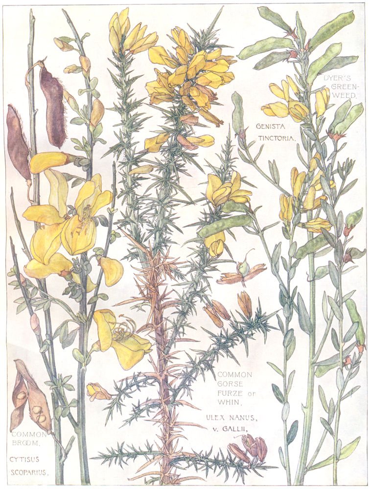 FLOWERS.Pea.Leguminosae.Dyer's Greenweed;Common Gorse Furze Whin;Broom 1907