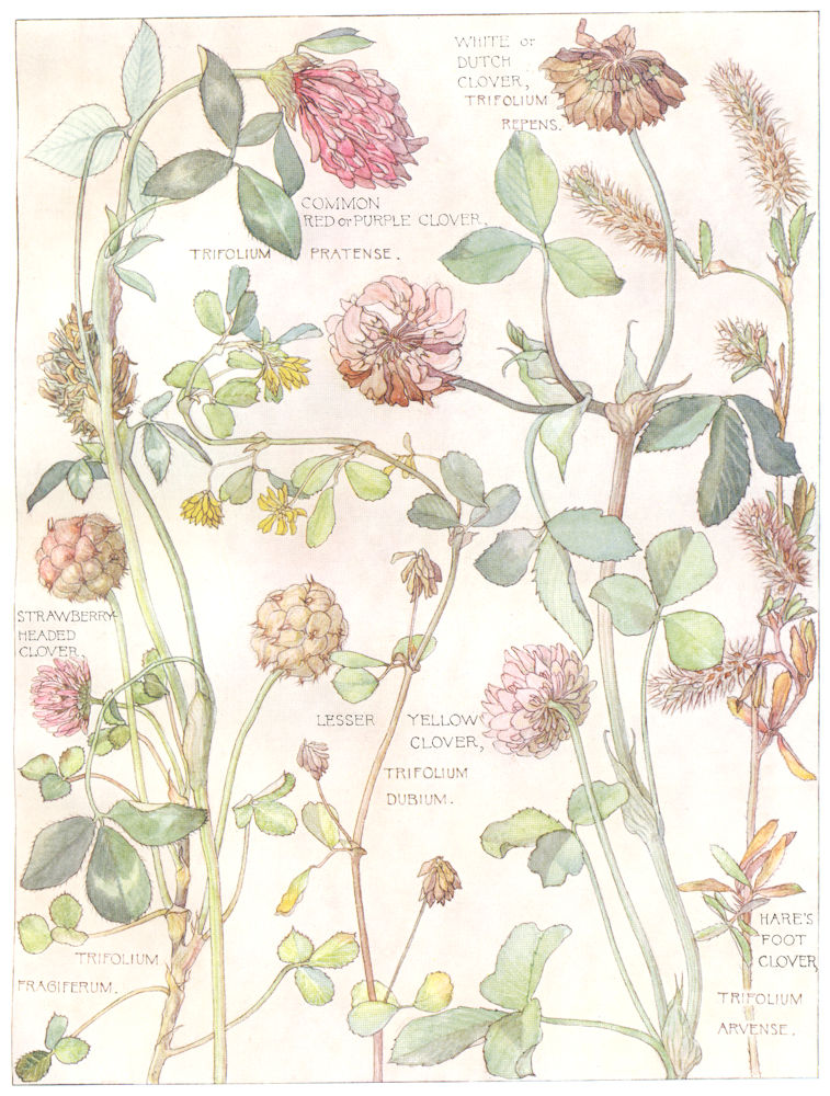 Associate Product CLOVER. White Cutch, Red Purple,Strawberry Headed,Lesser Yellow,Hare's foot 1907