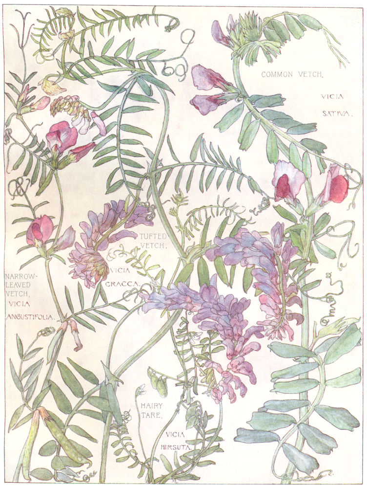 FLOWERS. Pea. Leguminosae. Common, Tufted, Narrow Leaved Vetch; Hairy Tare 1907