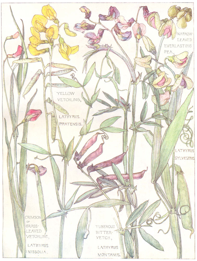 PEAS. Narrow Leaved Everlasting;Yellow,Crimson Grass Leaved Vetchling;Vetch 1907