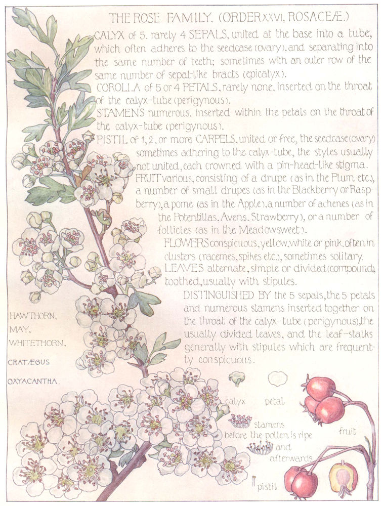 FLOWERS Rosaceae rose family Hawthorn May Whitethorn 1907 old antique print 