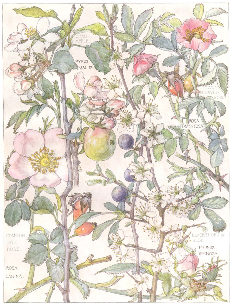 FLOWERS. Rose. Rosaceae. Crab Apple; Downy Leaved Rose; Blackthorn or Sloe 1907