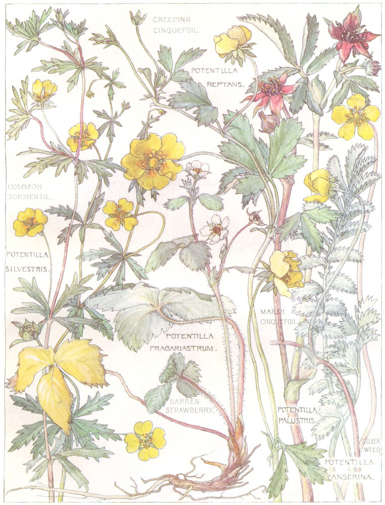 ROSES. Rosaceae.Creeping Cinquefoil;Tormentil;Barren Strawberry;Silver Weed 1907