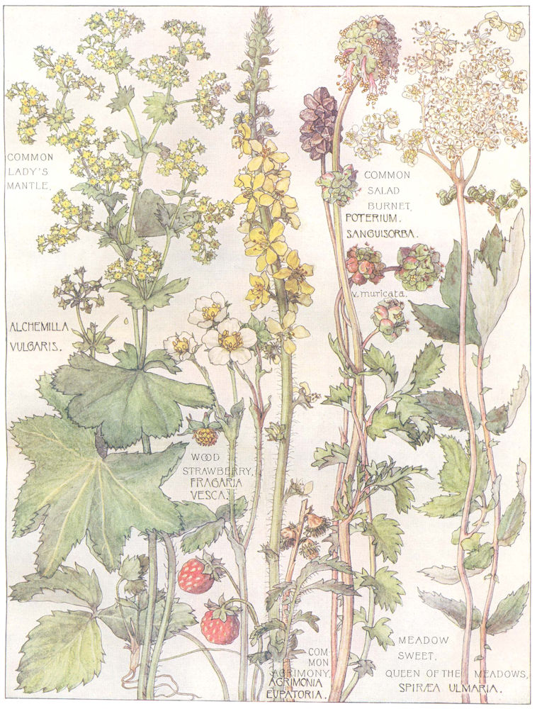 ROSES.Ladys Mantle;Salad Burnet;Wood Strawberry;Agrimony;Meadow Sweet;Queen 1907