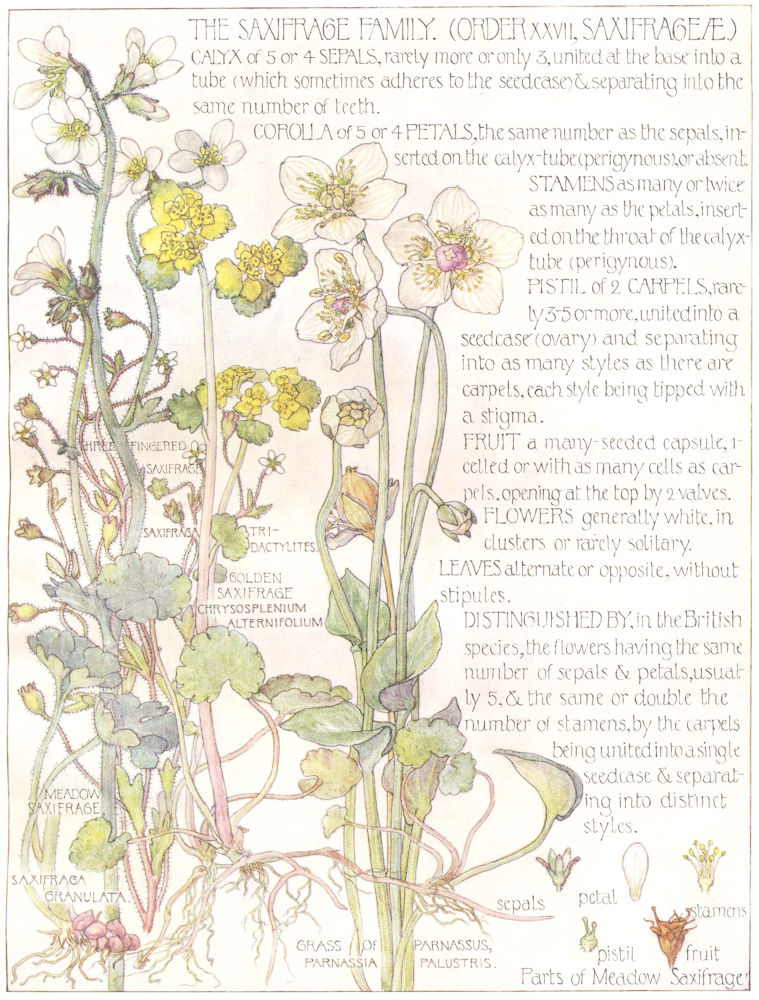 SAXIFRAGE. Saxifrageae. Meadow, Golden Saxifrage; Grass of Parnassus 1907