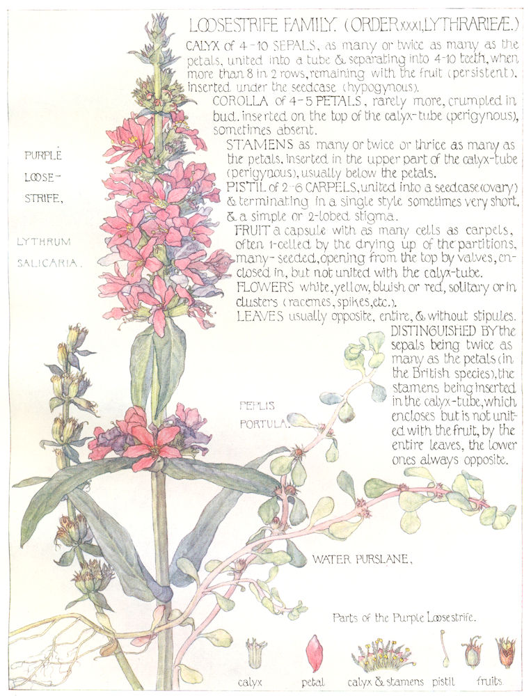 FLOWERS. Loosestrife. Lythrarieae. Purple Loose-Strife; Water Purslane 1907