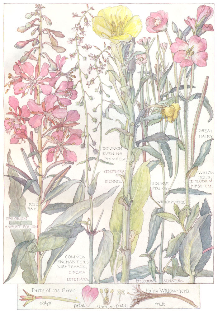 Associate Product WILLOW-HERB.Rose Bay;Evening Primrose;Great Hairy;Square Stalked;Nightshade 1907