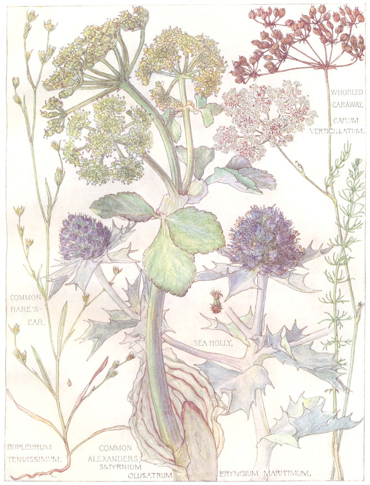 PARSLEY.Umbelliferae.Whorld Caraway;Common Hare's Ear;Sea Holly;Alexanders 1907