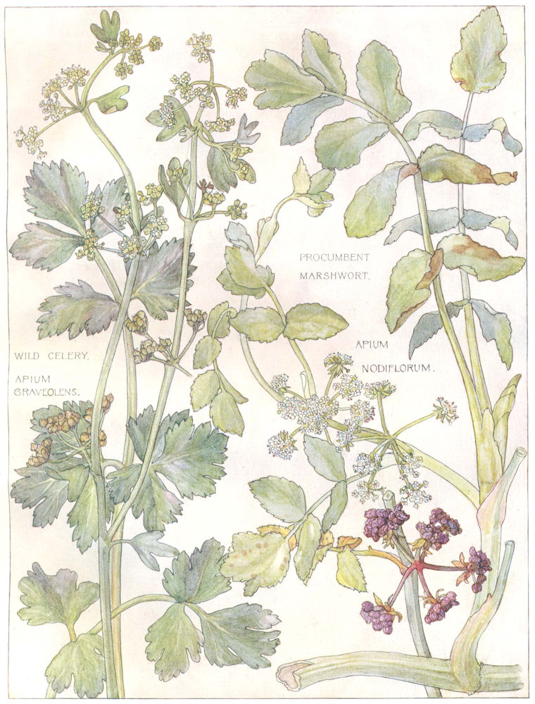 FLOWERS. parsley family. Umbelliferae. Wild Celery; Procumbent Marshwort 1907