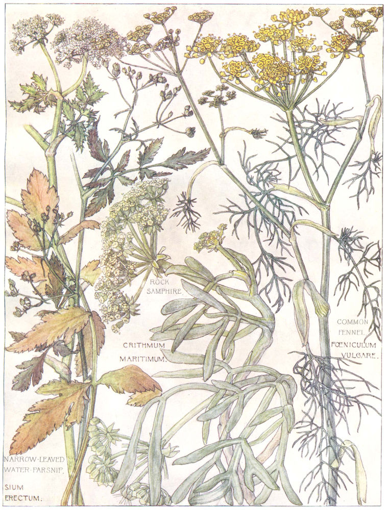 PARSLEY. Umbelliferae. Rock Samphire; Fennel; Narrow-Leaved Water Parsnip 1907