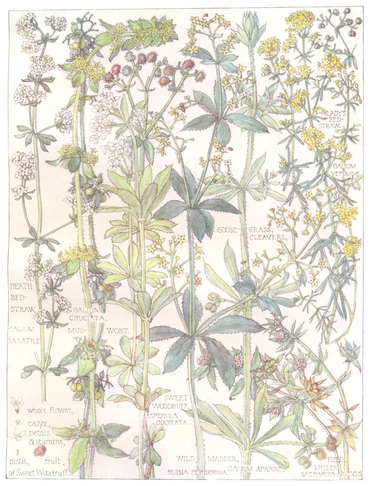 BEDSTRAW. Lady's, Heath Bedstraw;Goose-Grass Cleavers;Sweet Woodruff;Madder 1907