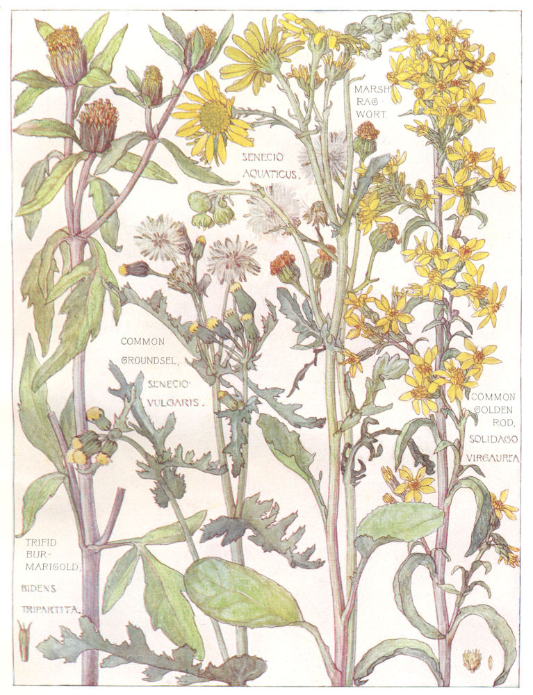 DAISIES. Compositae.Marsh Ragwort;Groundsel;Golden Rod;Trifid Bur Marigold 1907