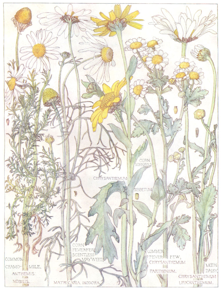 DAISIES.Compositae.Corn Marigold;Common Chamomile;Fever-Few;Moon Daisy 1907