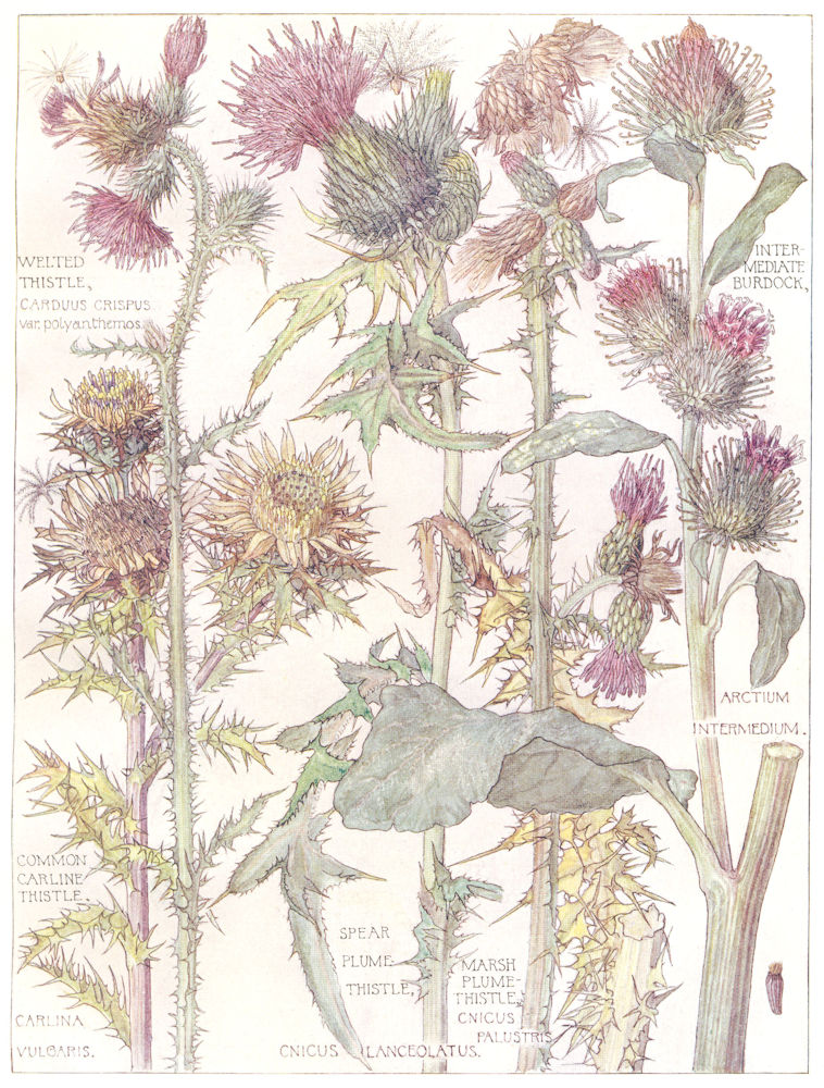 DAISIES.Welted Carline Spear-Plume Marsh-Plume Thistle;Intermediate Burdock 1907