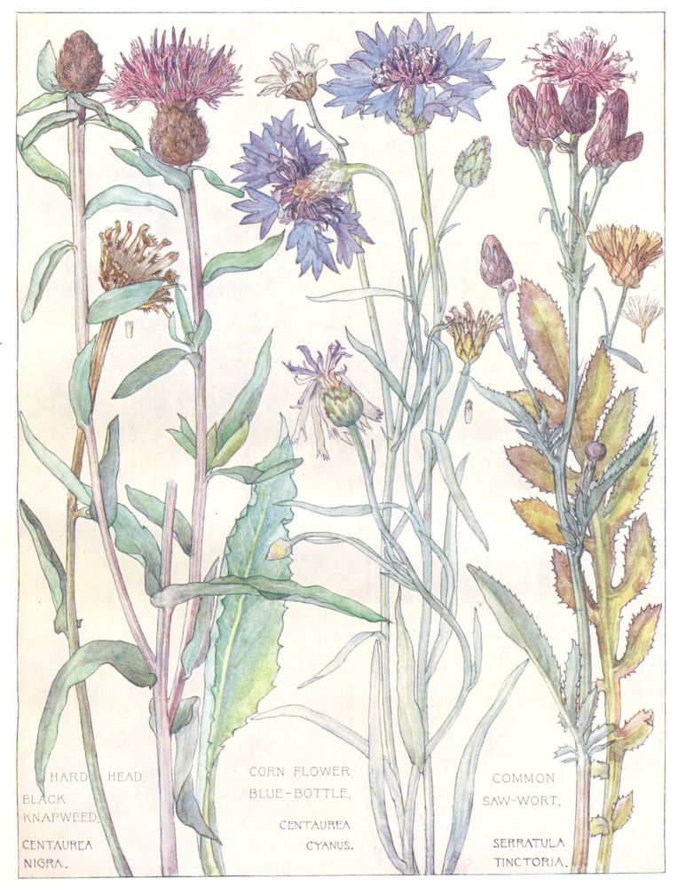 DAISIES.Compositae.HardHead Black Knapweed;Corn Flower Blue-Bottle;Saw-Wort 1907