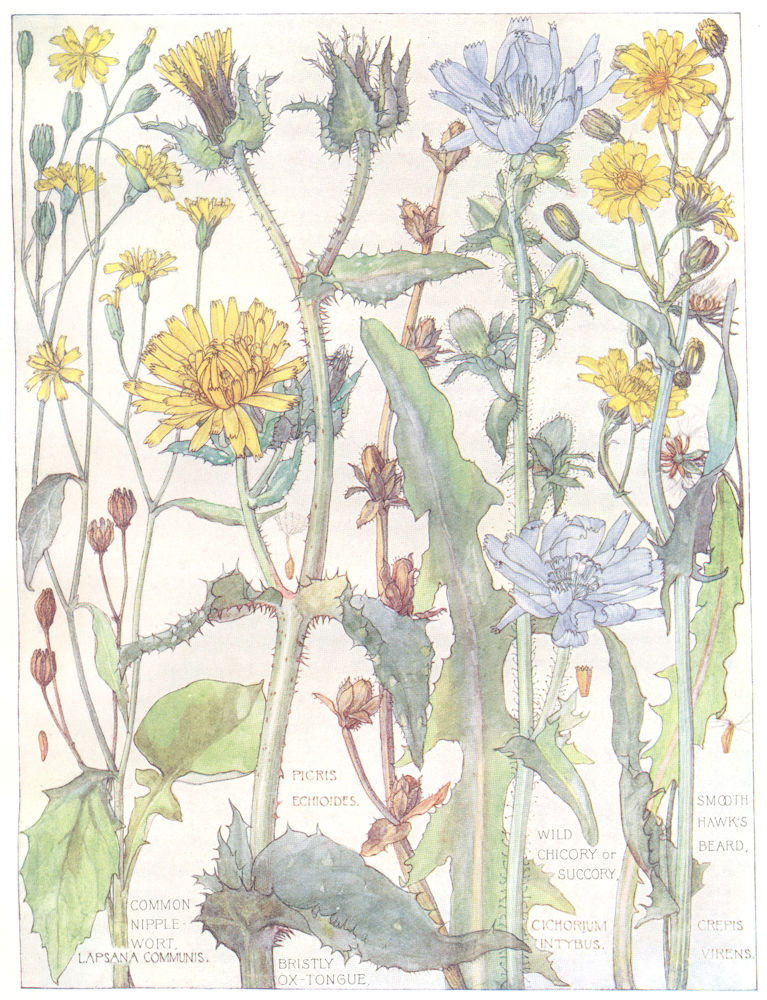 DAISIES. Nipple Wort; Bristly Ox-Tongue; Chicory Succory;Smooth Hawks Beard 1907