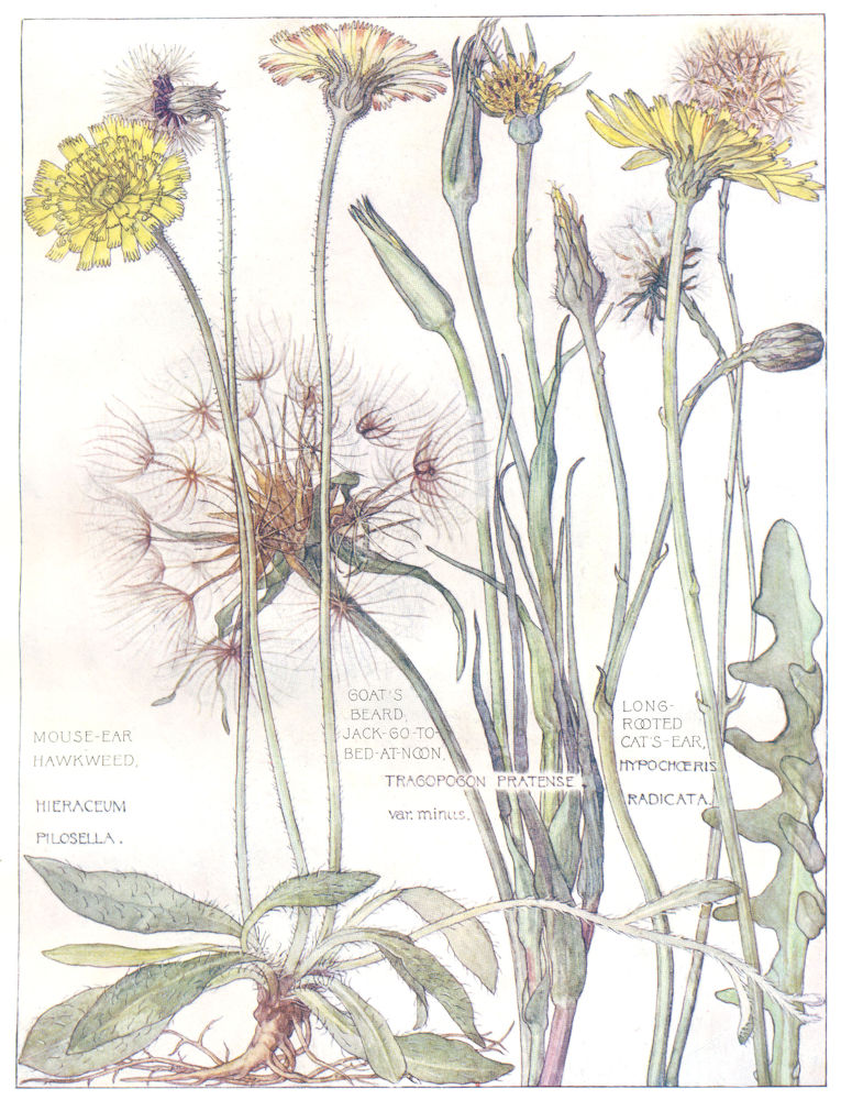 DAISIES. Mouse-Ear Hawkweed; Goat's Beard Jack-go-to Bed-at-Noon; Cat's Ear 1907