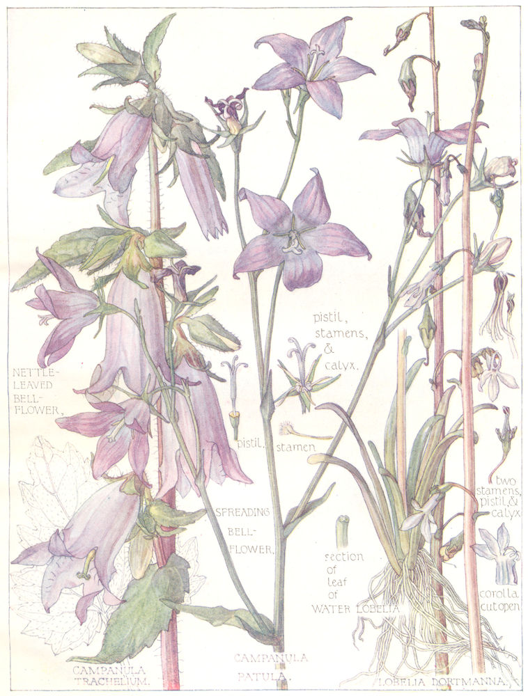 Associate Product BELL-FLOWER.Campanulaceae.Nettle-Leaved,Spreading Bell-Flower;Water Lobelia 1907