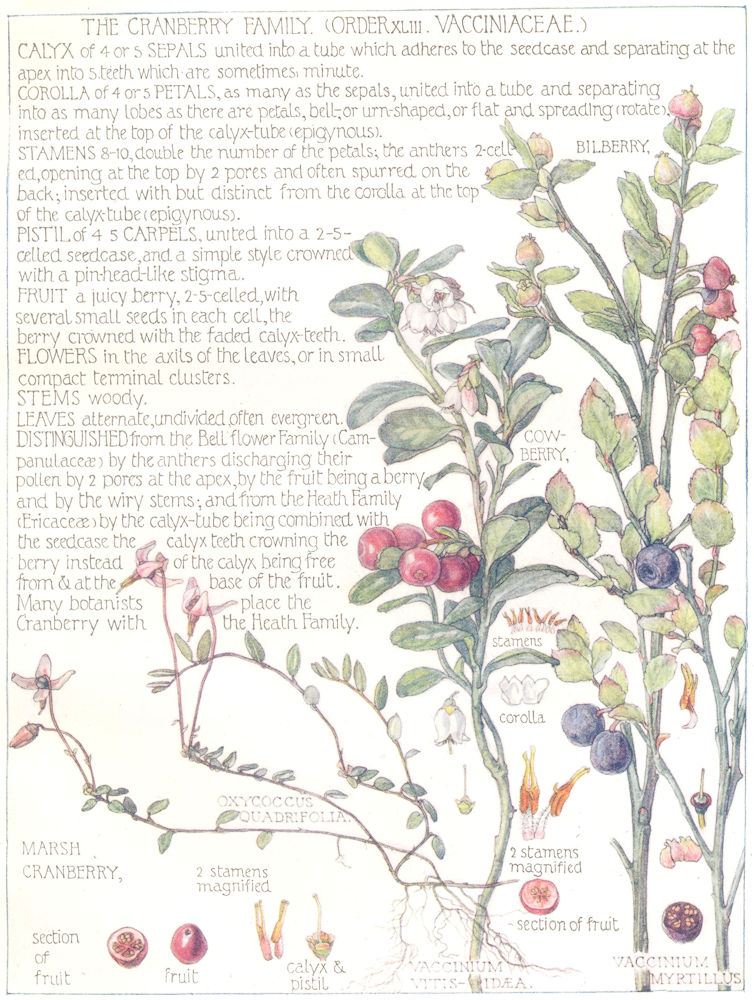 Associate Product FLOWERS. Cranberry Family. Vacciniaceae. Cow-Berry; Marsh Cranberry 1907 print