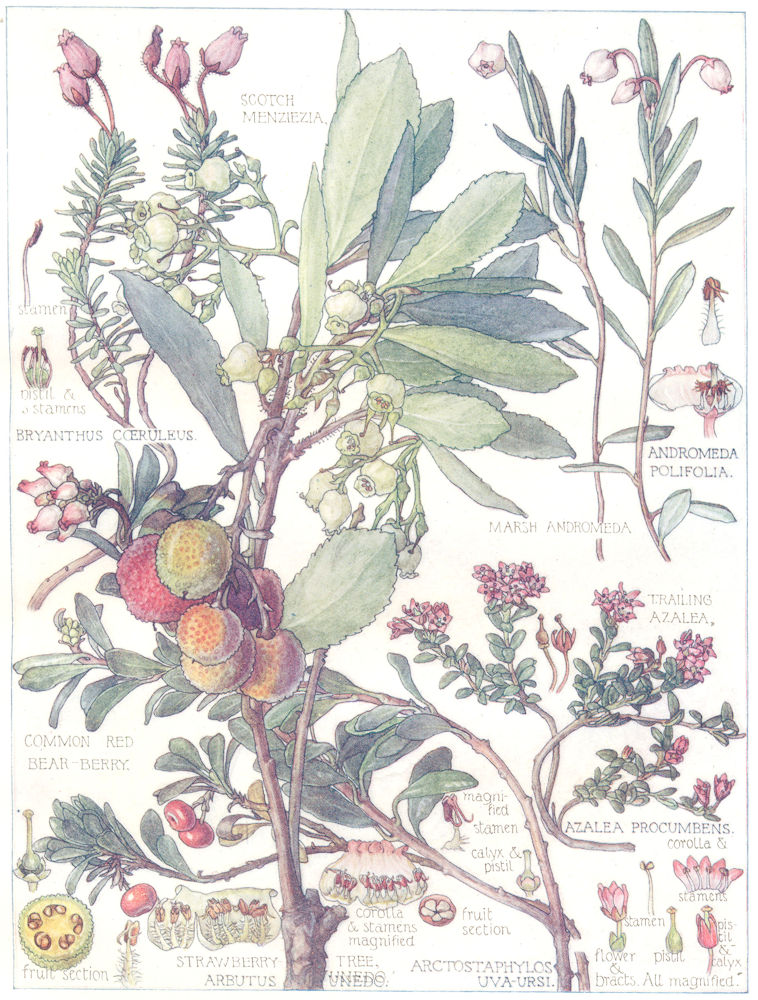 Associate Product FLOWERS. Heath Family. Ericaceae. Common Red Bear-Berry; Scotch Menziezia 1907