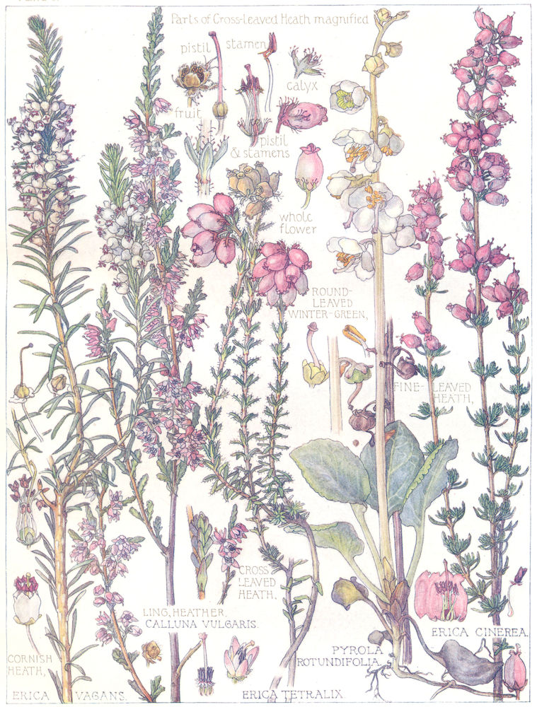 Associate Product HEATH.Round Leaf Winter-Green;Fine,Cross-Leaved, Cornish Heath;Ling Heather 1907