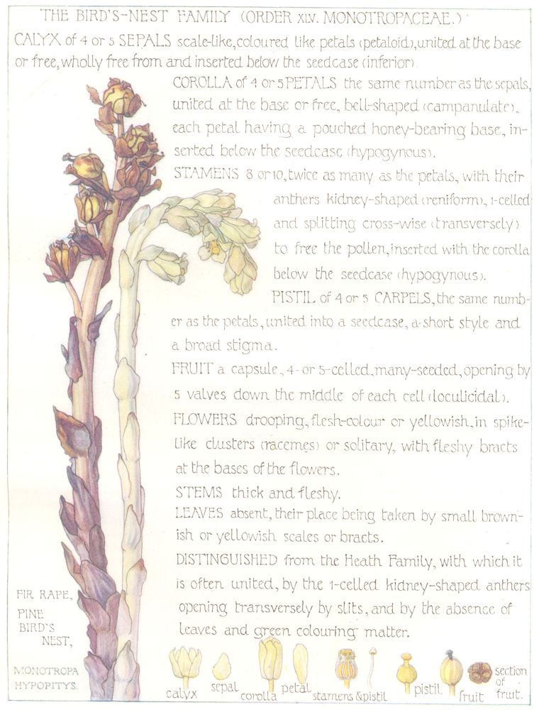 Associate Product FLOWERS. Bird's-nest Family. Monotropaceae. Fir Rape Pine Bird's Nest 1907