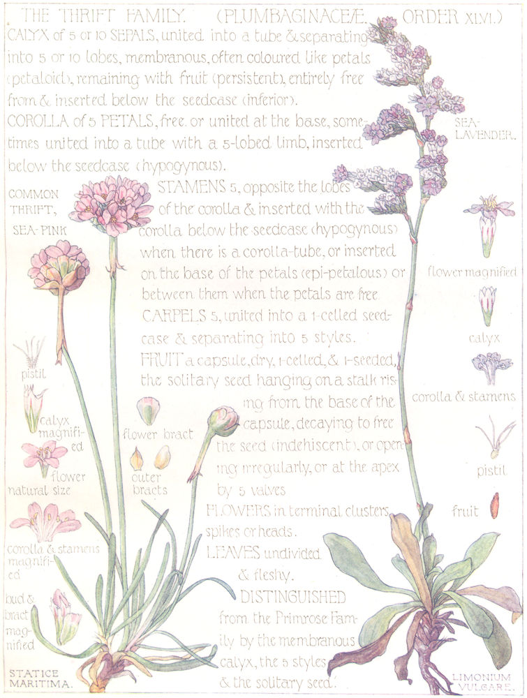 Associate Product FLOWERS. Thrift. Plumbaginaceae. Common Thrift Sea-Pink; Sea Lavender 1907