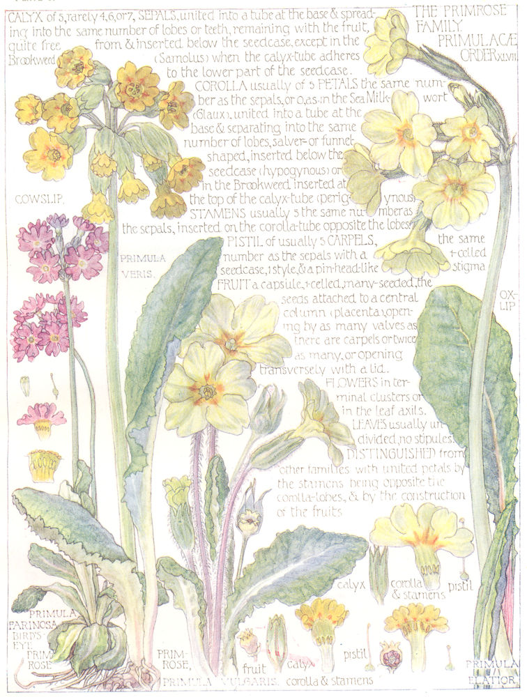 FLOWERS. Primrose Family. Primulaceae. Bird' Eye Prim Rose 1907 old print