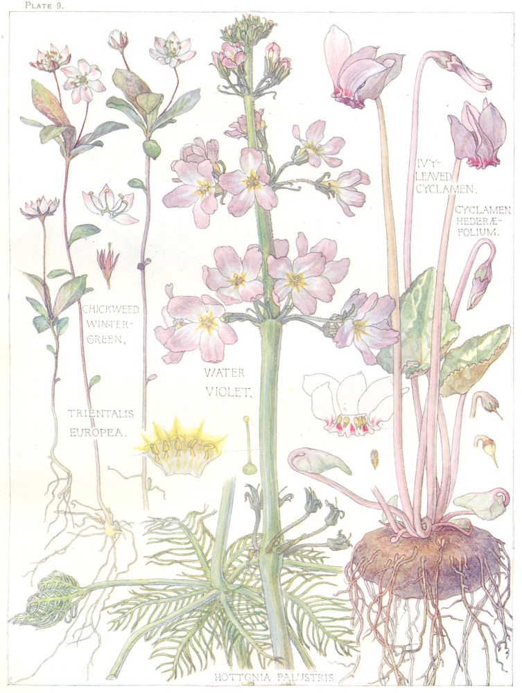 PRIMROSE.Primulaceae.Ivy Leaved Cyclamen;Chickweed Winter-Green;WaterViolet 1907