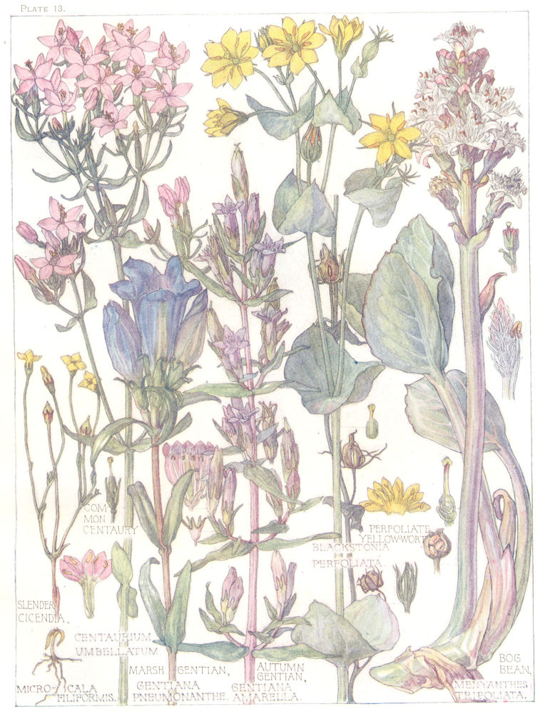 GENTIAN. Centaury; Marsh,Autumn; Bog bean;Micro Cala;Perfoliate Yellow-wort 1907