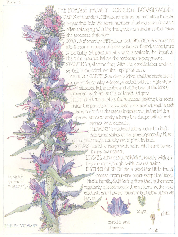 FLOWERS. Borage Family. Boraginaceae. Common Viper's-Bugloss 1907 old print