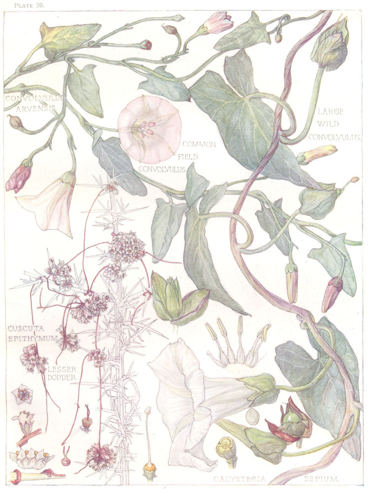 FLOWERS. Convolvulus Family. Convolvulaceae. Lesser Dodder 1907 old print