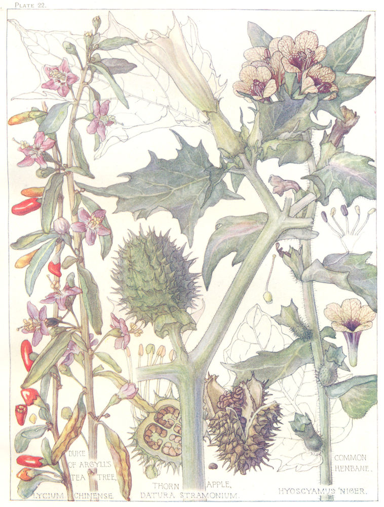 FLOWERS.Nightshade.Solanaceae.Duke of Argyll's Tea Tree;Thorn Apple;Henbane 1907