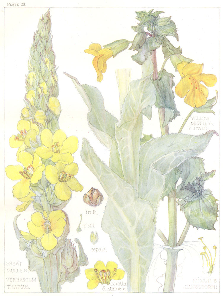 Associate Product FLOWERS. Figwort. Scrophulariaceae. Yellow Monkey Flower; Great Mullein 1907