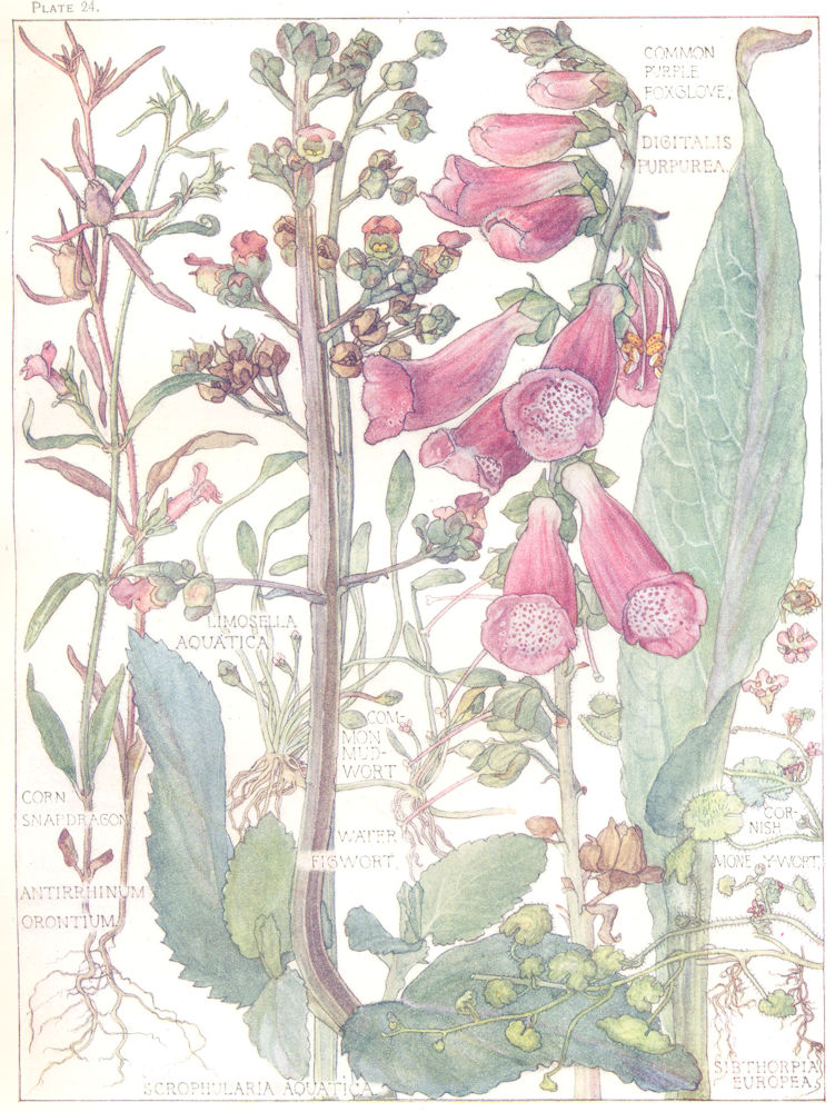 Associate Product FIGWORTS. Purple Foxglove; Corn Snapdragon; Mudwort;Water;Cornish Moneywort 1907