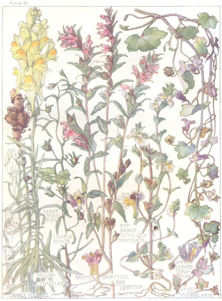 Associate Product FIGWORTS.Least Yellow Ivy-Leaved Toadflax;Linaria Minor;Eyebright;Odontites 1907