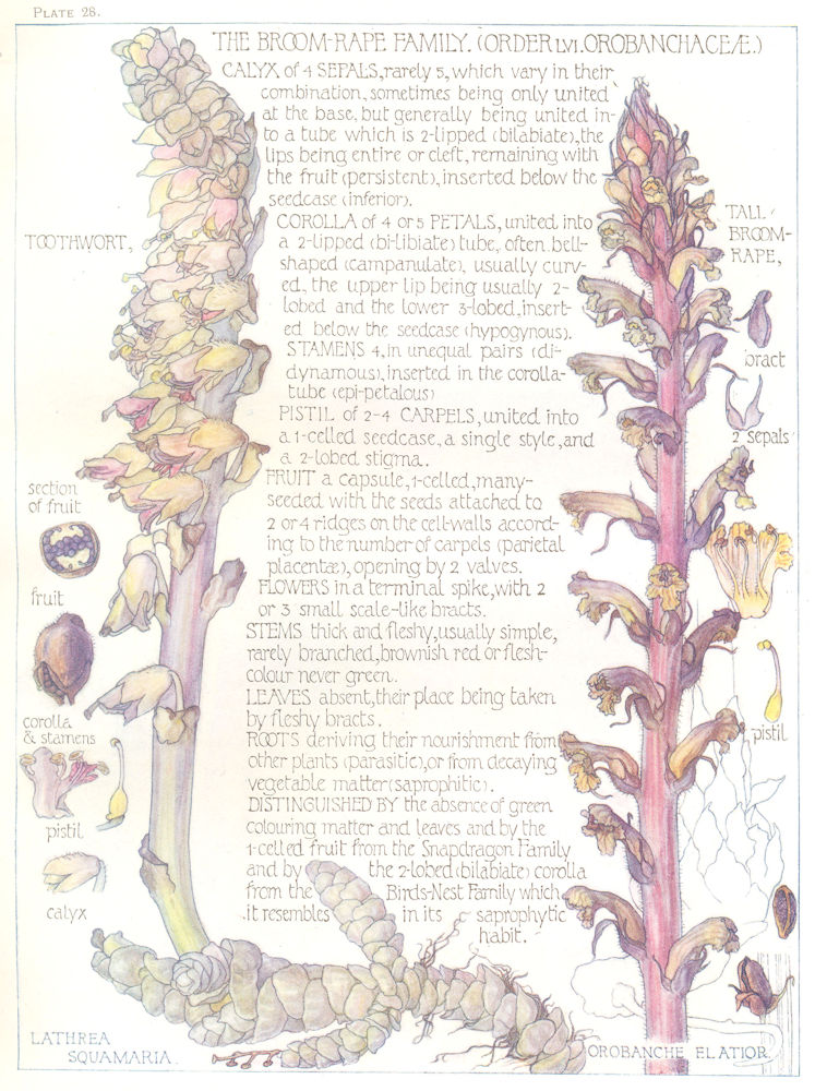 Associate Product FLOWERS. Broom-Rape Family. Orobanchaceae. Toothwort; Tall Broom-Rape 1907