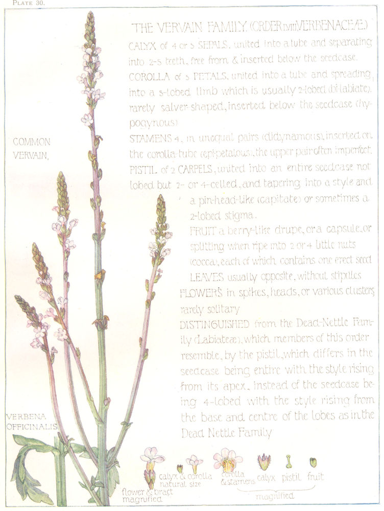 Associate Product FLOWERS. Vervain family. Verbenaceae. Common Vervain 1907 old antique print