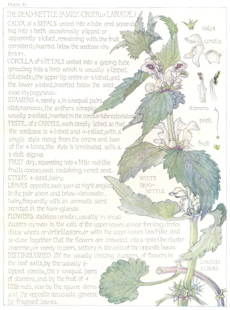 FLOWERS. Dead-Nettle Family. Labiatae. White Dead Nettle 1907 old print