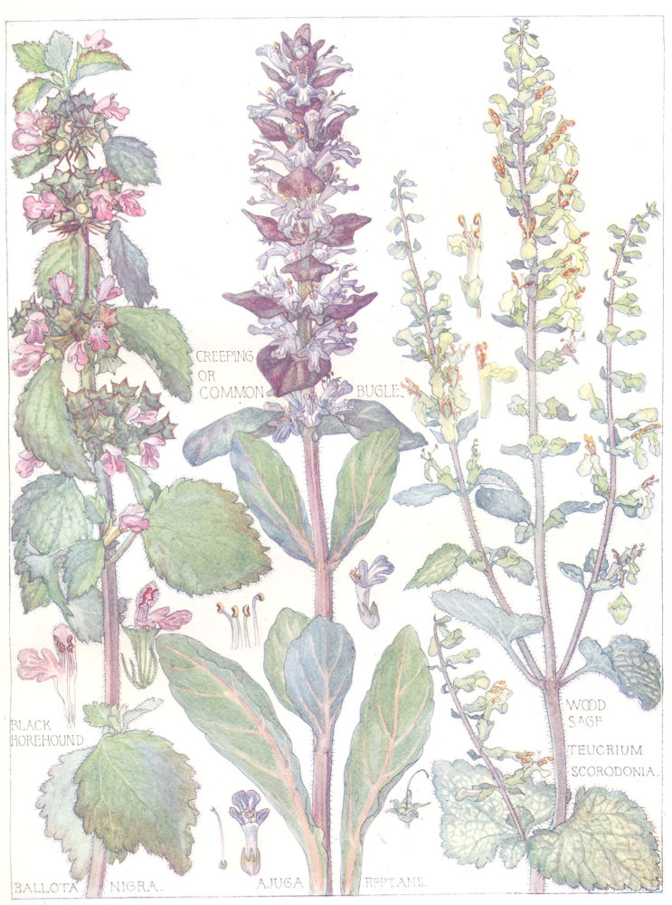 FLOWERS. Dead-Nettle. Labiatae. Common Bugle; Black Horehound; Wood Sage 1907