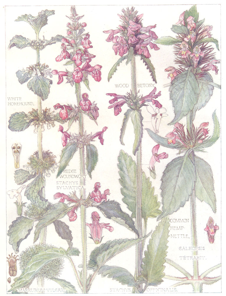 DEAD-NETTLE.Labiatae.Wood Betony;Hedge Woundwort;Hempnettle;White Horehound 1907