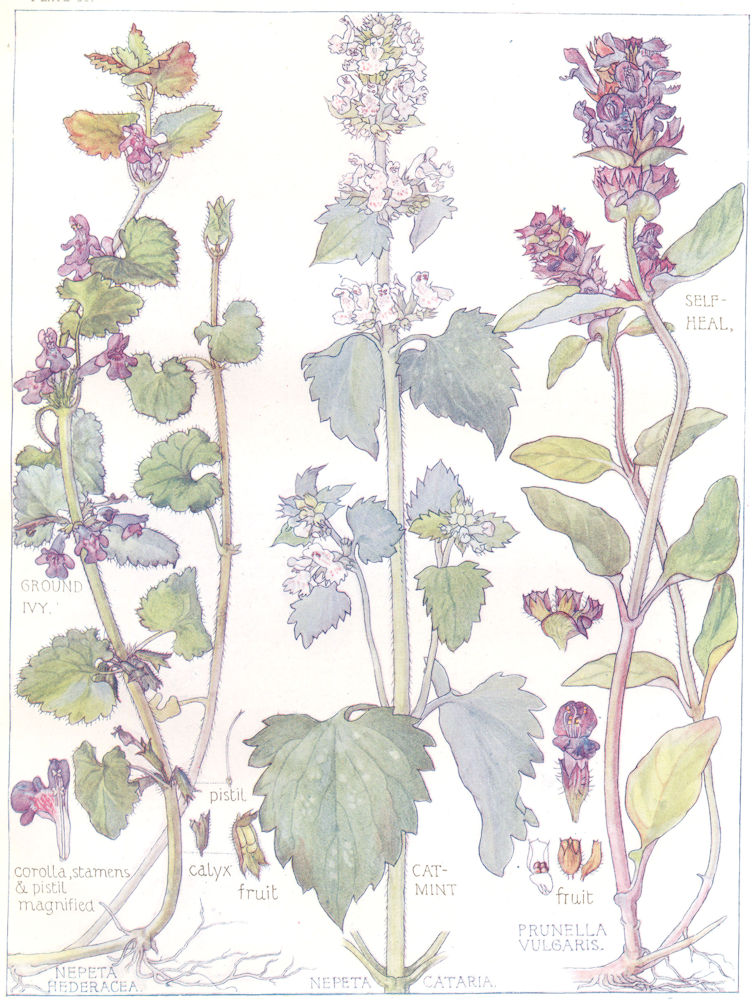 Associate Product FLOWERS. Dead-Nettle Family. Labiatae. Self-heal; Ground Ivy; Catmint 1907