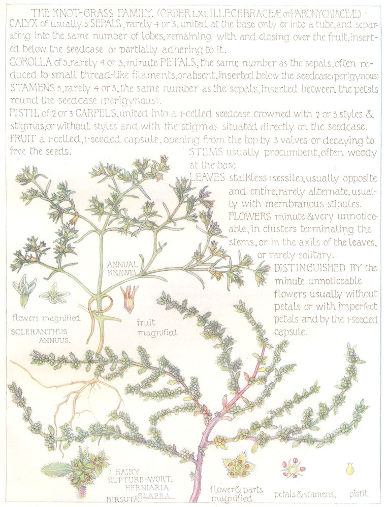 Associate Product KNOT-GRASS. Illecebraceae Paronychiaceae. Annual Knawel; Hairy Rupture-Wort 1907